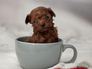 Barboncino cani Barboncini asiatici mini toy teacup red intenso - Annuncio 1