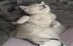 British gatti in vendita: Fantastici Gattine British-Scottish a Città Metropolitana di Firenze - Immagine 10