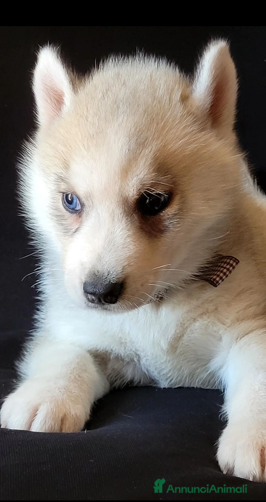 Husky cani in vendita: SIBERIAN HUSKY CUCCIOLATA CON PEDIGREE  - Annuncio 9