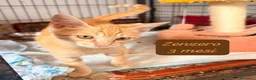 Altre razze gatti in regalo: Gattini desiderosi di trovare famiglia  a Provincia di Prato - Annuncio 2