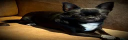 Chihuahua cani per accoppiamento: Chihuahua nero nano - Annuncio 5