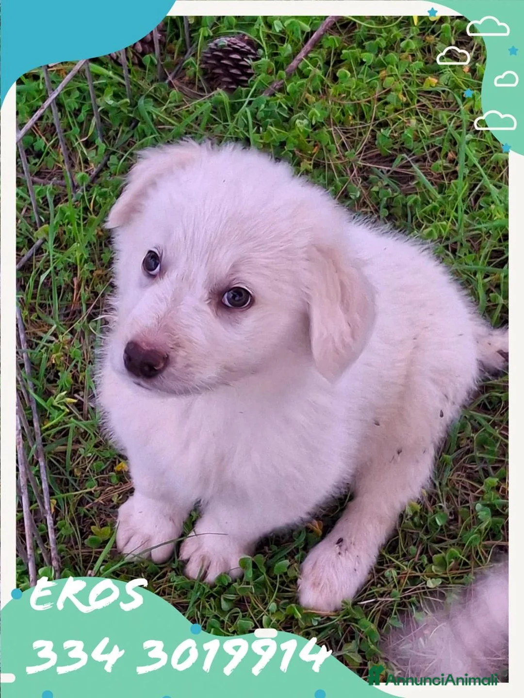 Meticcio cani in regalo: EROS 💙 - cucciolo futura taglia medio/grande 🥰 - Annuncio 1