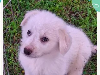 Meticcio cani EROS 💙 - cucciolo futura taglia medio/grande 🥰 - Annuncio 2