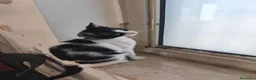 Meticcio gatti in regalo: Zac, il fascinoso  - Annuncio 10