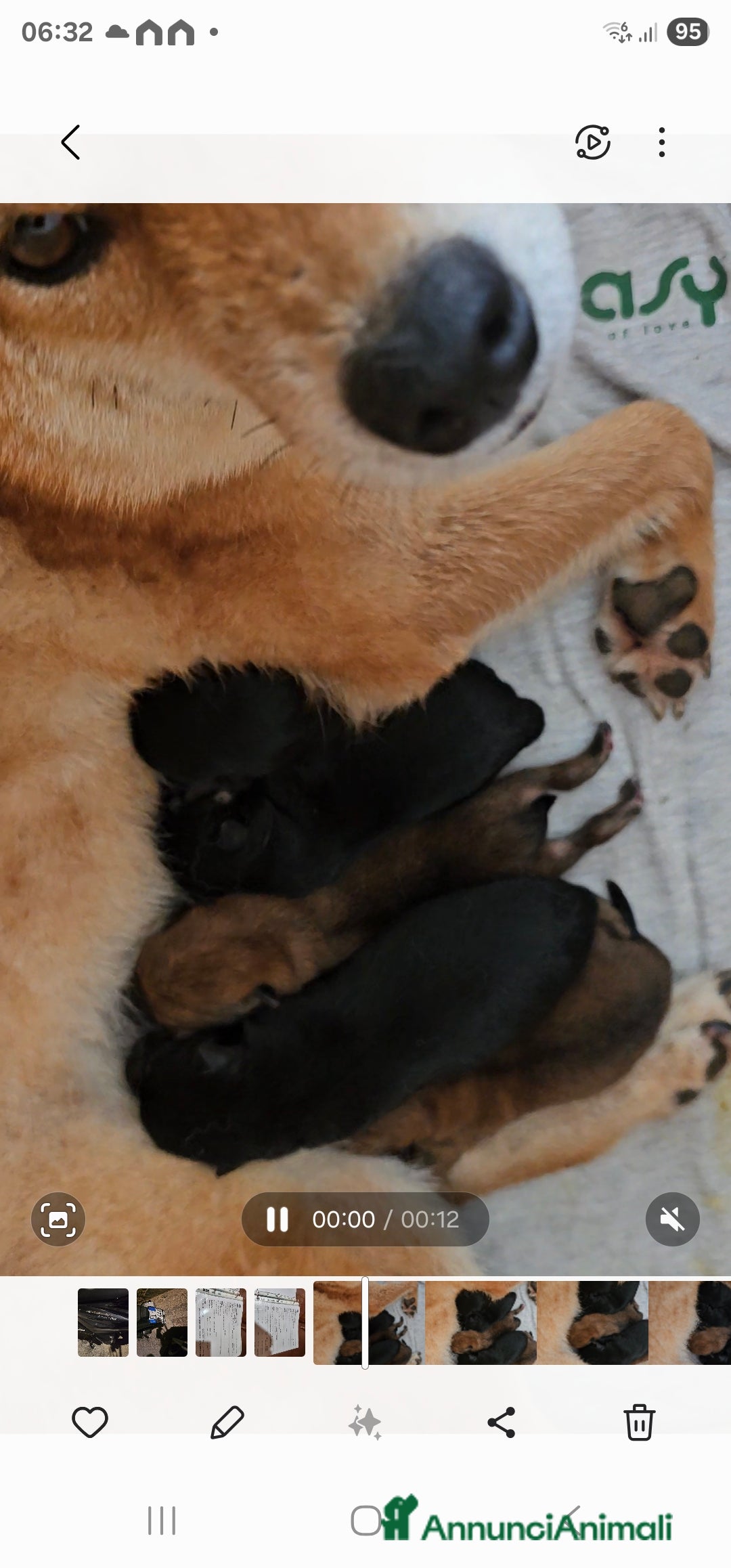 Shiba Inu cani in vendita: Shiba inu - Annuncio 3