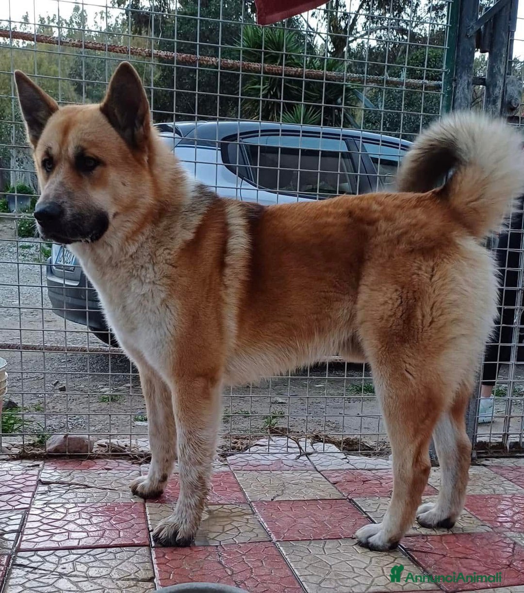 Meticcio cani in regalo: Yoshi adora la presenza degli umani a Città Metropolitana di Milano - Annuncio 10