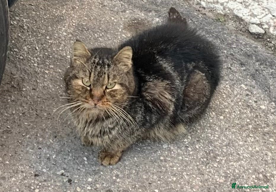 Meticcio gatti Bobo adozione del cuore  - Annuncio 2