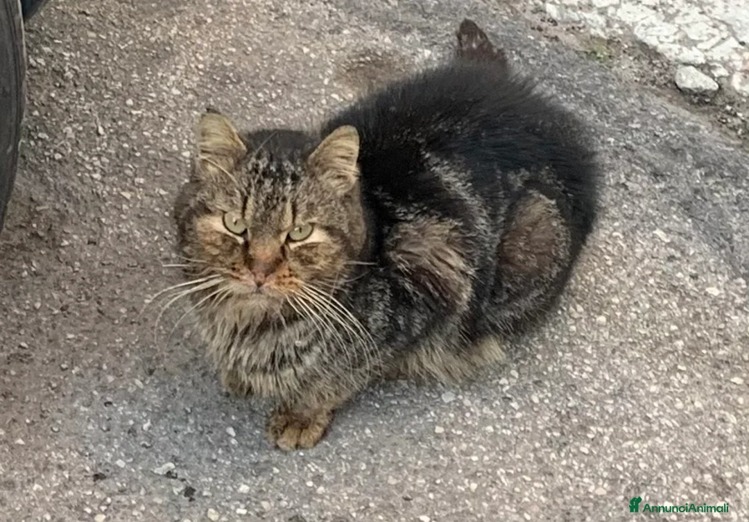 Meticcio gatti in regalo: Bobo adozione del cuore  - Annuncio 1