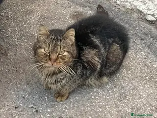 Meticcio gatti Bobo adozione del cuore - Annuncio 2