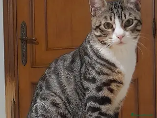 Europeo gatti LA STORIA DEL MAGICO CARLETTO - Annuncio 6