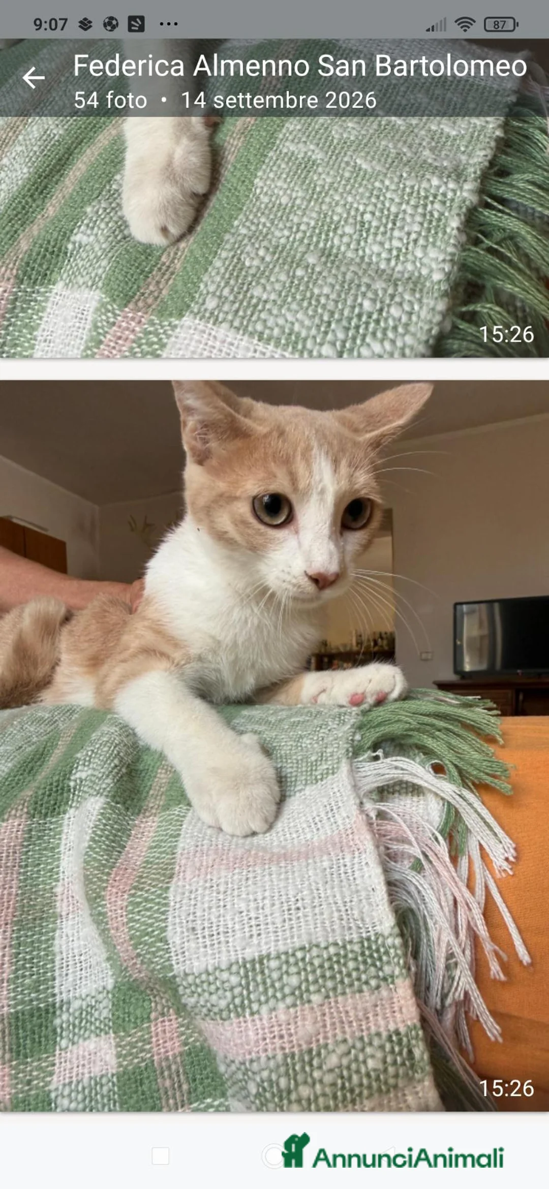 Altre razze gatti in regalo: Micina di quattro mesi cerca casa - Annuncio 1
