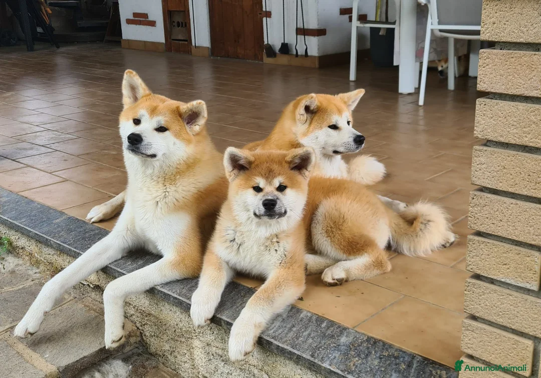 Akita Inu cani in vendita: ULTIME PRENOTAZIONI CUCCIOLI AKITA LOMBARDIA - Annuncio 23