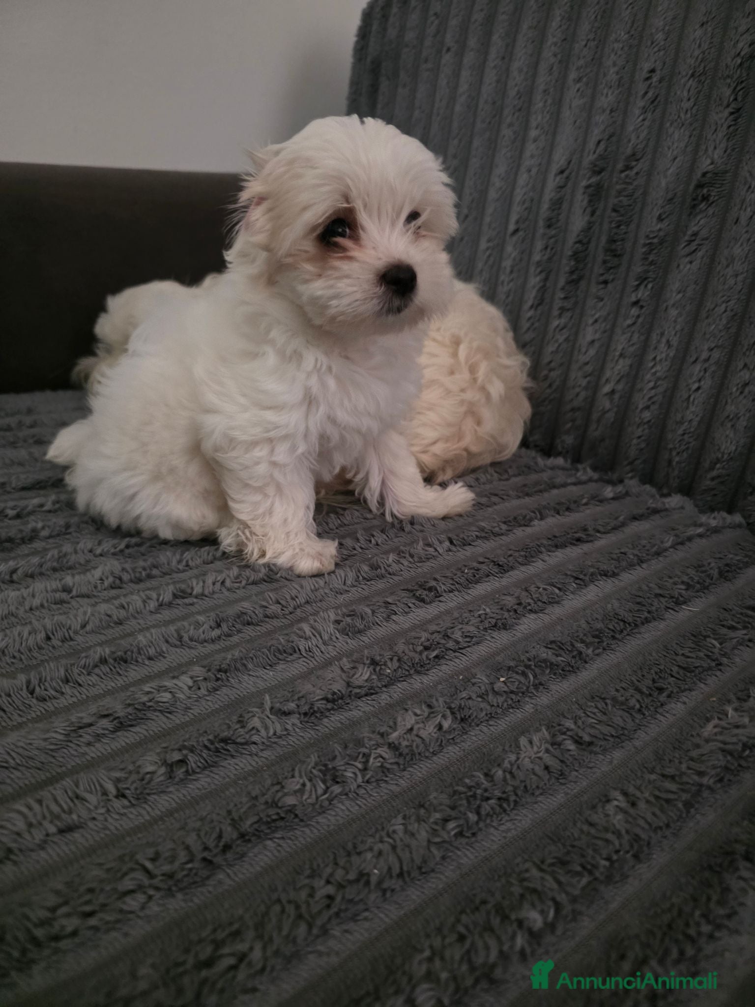 Maltese cani Cucciola Maltese - Annuncio 2