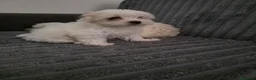 Maltese cani in vendita: Cucciola Maltese - Annuncio 1