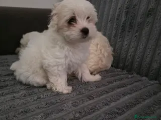 Maltese cani Cucciola Maltese - Annuncio 35