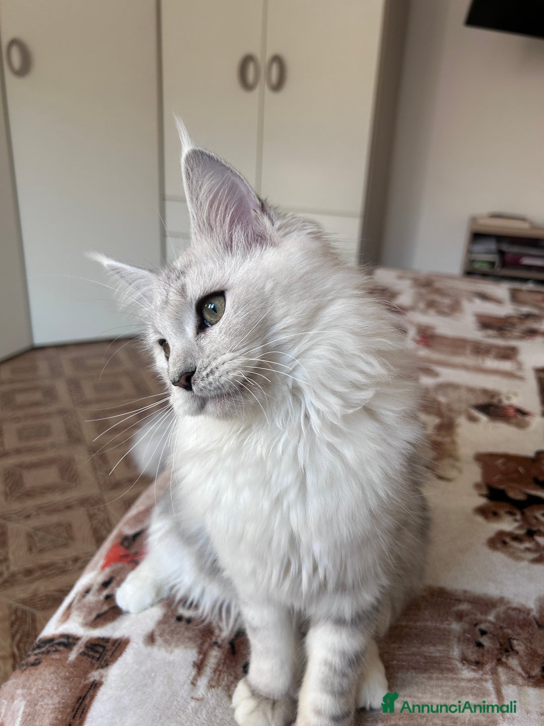 Maine Coon gatti in vendita: Femmina Maine Coon shaded - Annuncio 8