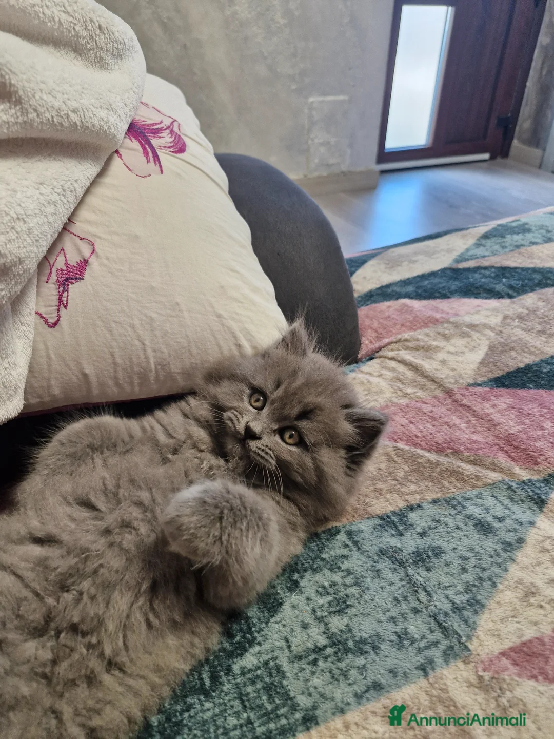 British gatti in vendita: Gattino british longhair  a Provincia di Verona - Annuncio 2