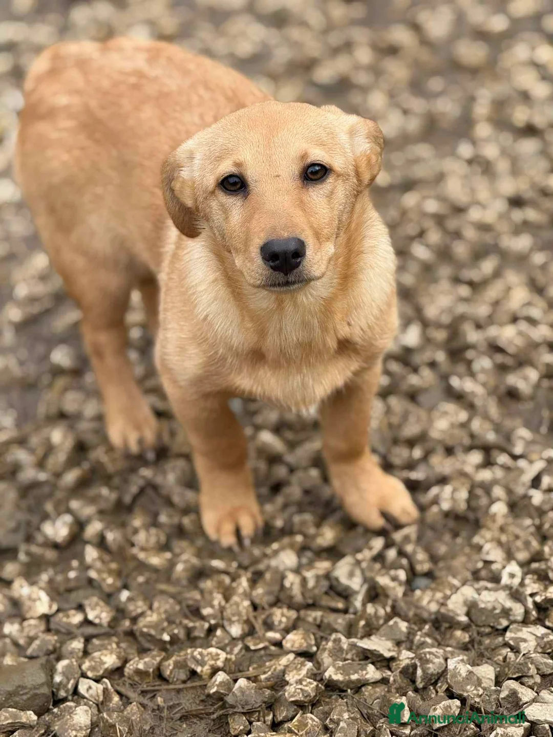 Meticcio cani in regalo: VINKA, cucciola super simpatica! TG MEDIO PICCOLA - Annuncio 5