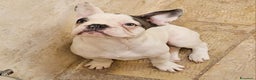 Bulldog Francese cani in vendita: Straordinario  cucciolo di bulldogue Feancese! - Annuncio 6