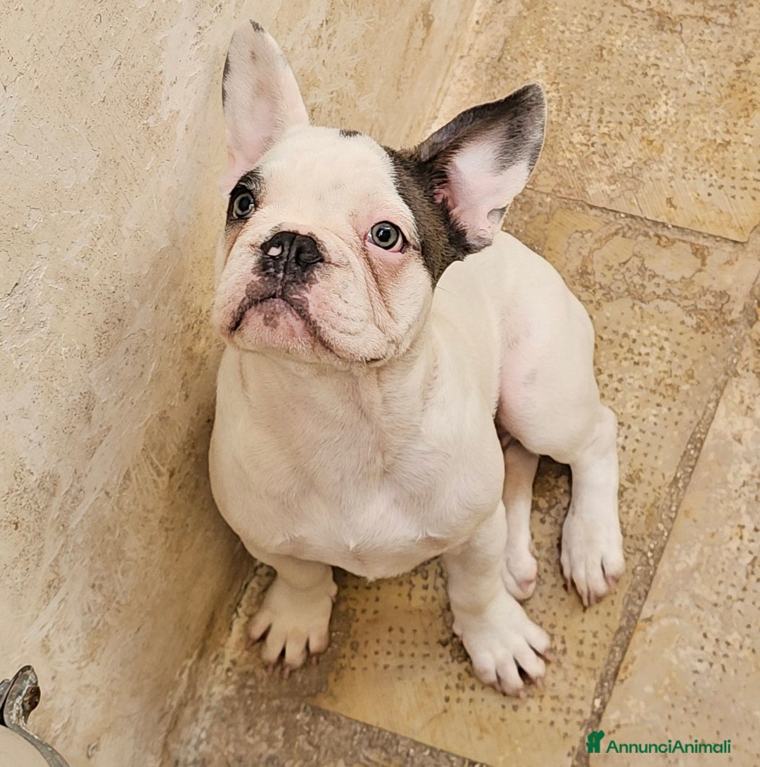 Bulldog Francese cani in vendita: Straordinario  cucciolo di bulldogue Feancese! - Annuncio 6