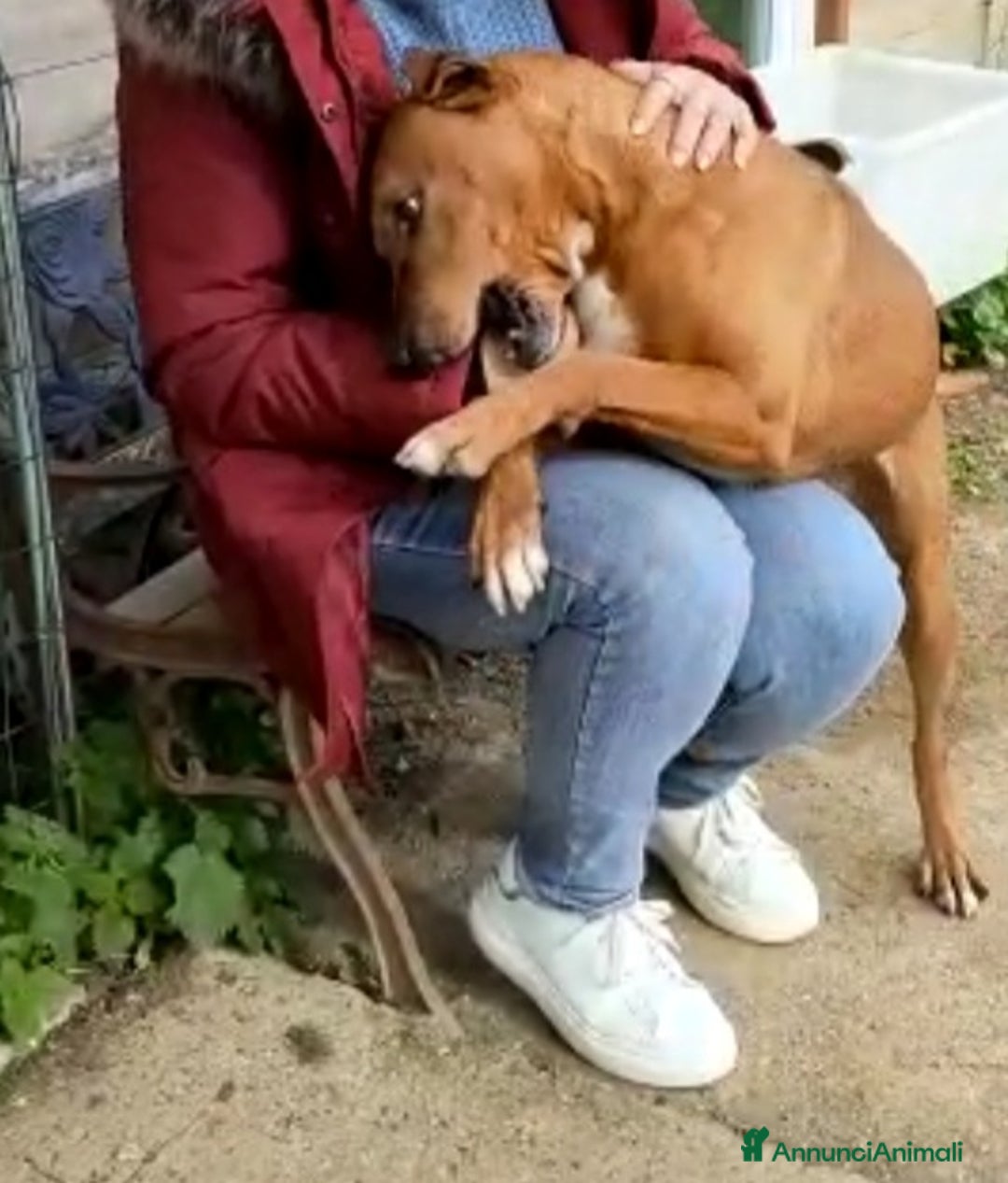 Meticcio cani in regalo: Ciro simil Pitbull 6anni aspetta ancora.LIVORNO a Città Metropolitana di Milano - Annuncio 4