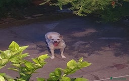 Meticcio cani in regalo: ALICE  a Città Metropolitana di Torino - Immagine 7