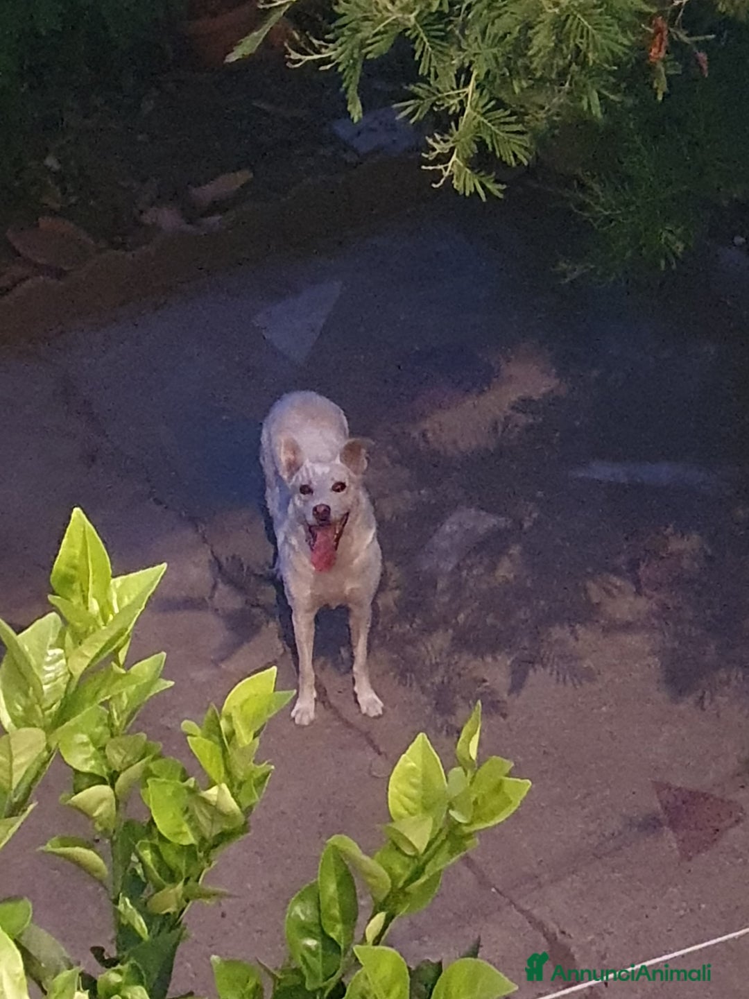 Meticcio cani in regalo: ALICE  a Città Metropolitana di Torino - Immagine 7