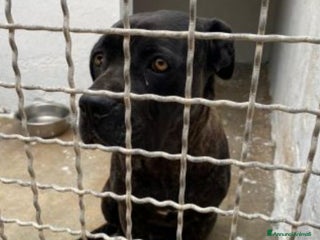 Cane Corso cani Corso femmina giovane in canile da troppo! Puglia a Città metropolitana di Milano - Annuncio 3