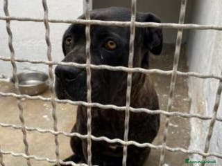 Cane Corso cani Corso femmina giovane in canile da troppo! Puglia a Città metropolitana di Milano - Annuncio 6