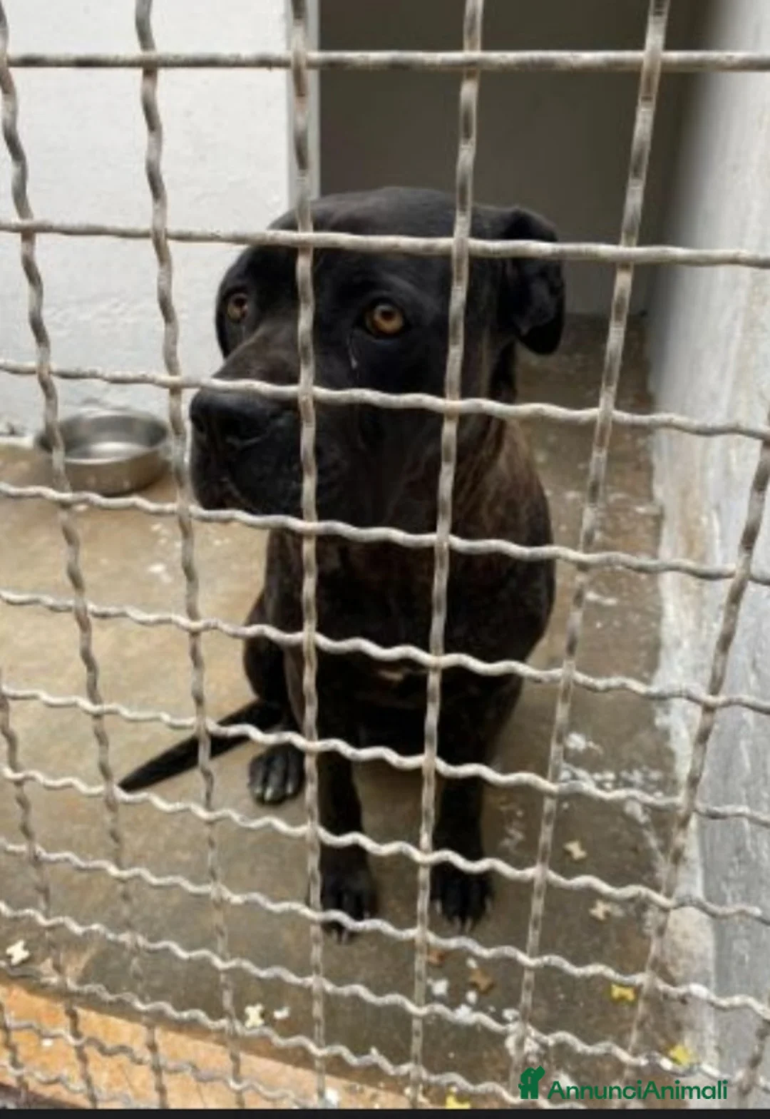 Cane Corso cani in regalo: Corso femmina giovane in canile da troppo! Puglia  a Città metropolitana di Milano - Annuncio 1