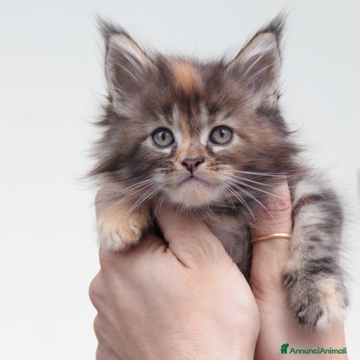 Immagine della galleria {{count}}