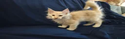 Maine Coon gatti in vendita: Gattini Maine Coon con pedigree AFSI - Annuncio 14