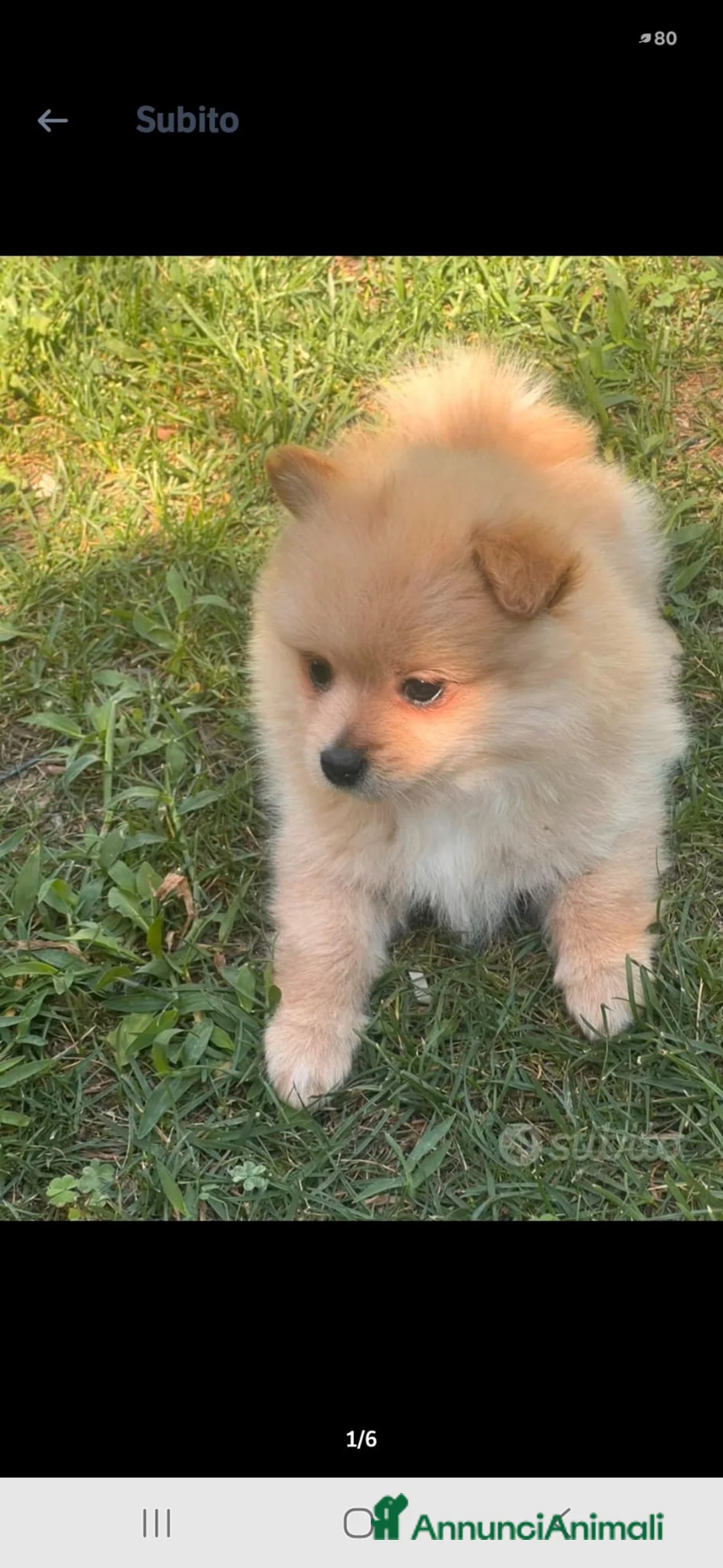 Meticcio cani in vendita: Vendo volpini  a Città Metropolitana di Bologna - Annuncio 2
