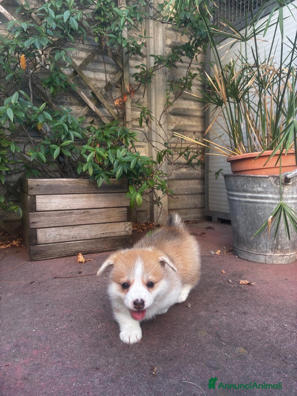 Corgi Pembroke cani Corgi cuccioli - Annuncio 2