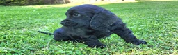 Cocker cani in vendita: Cuccioli di Cocker - Annuncio 11