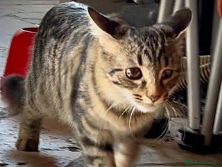 Altre razze gatti Mira, Adozione del cuore - Annuncio 5