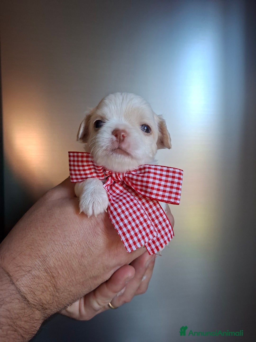 Chihuahua cani in vendita: Chihuahua pelo lungo tg mini  - Annuncio 7