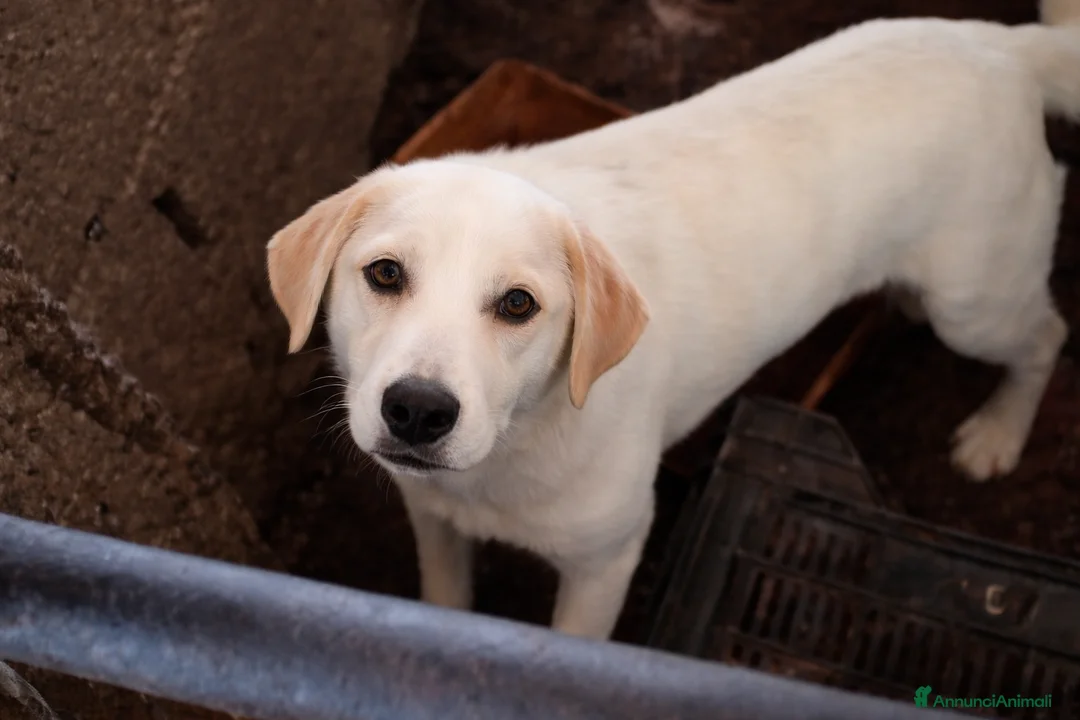 Meticcio cani in regalo: Cucciolo simil labrador  - Annuncio 2