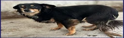 Meticcio cani in regalo: APACHE un piccolo guerriero - Annuncio 4