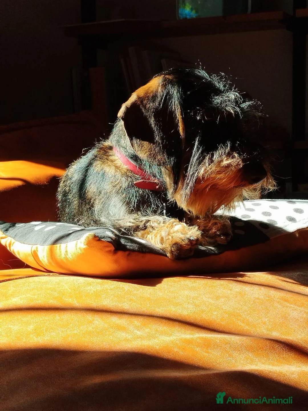 Bassotto Nano cani per accoppiamento: Bassotto nano a pelo duro a Provincia di Pesaro e Urbino - Annuncio 2