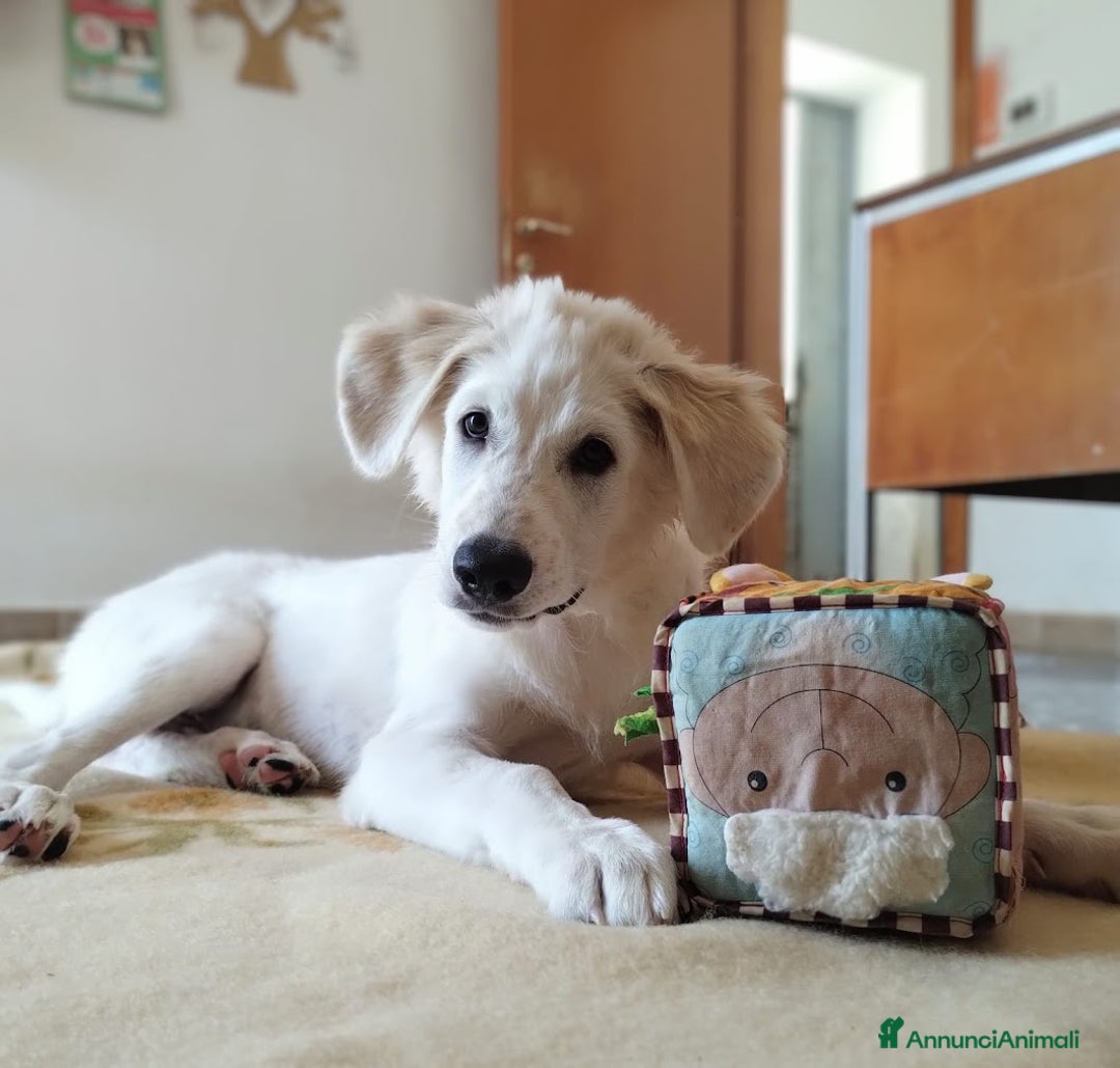 Meticcio cani in regalo: Kobe in adozione a Provincia di Taranto - Immagine 4