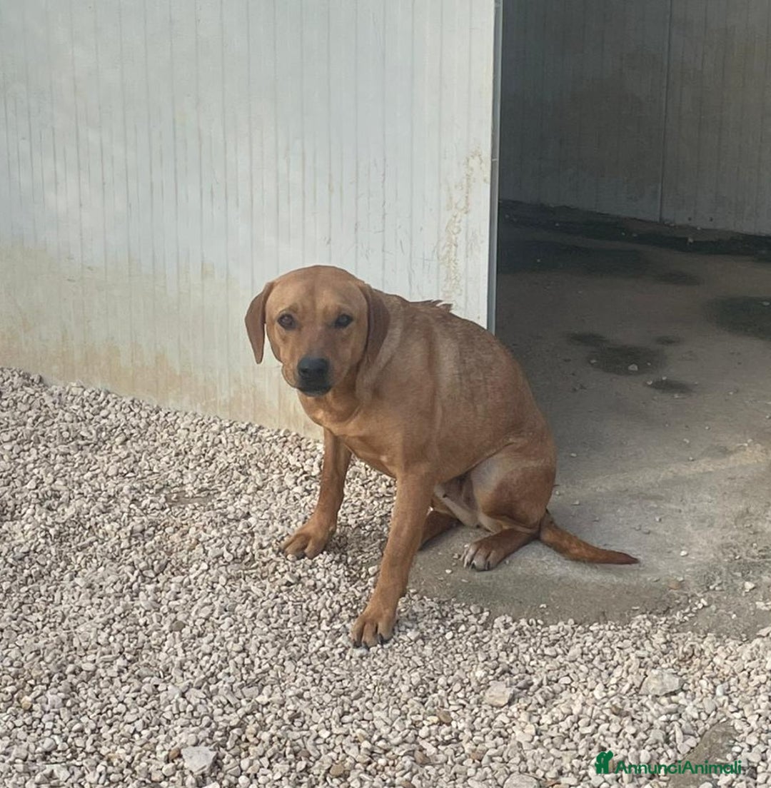 Meticcio cani in regalo: LA SPLENDIDA AMERICA - Annuncio 4