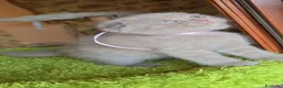 Scottish gatti in vendita: Scottish fold e straight  - Annuncio 28