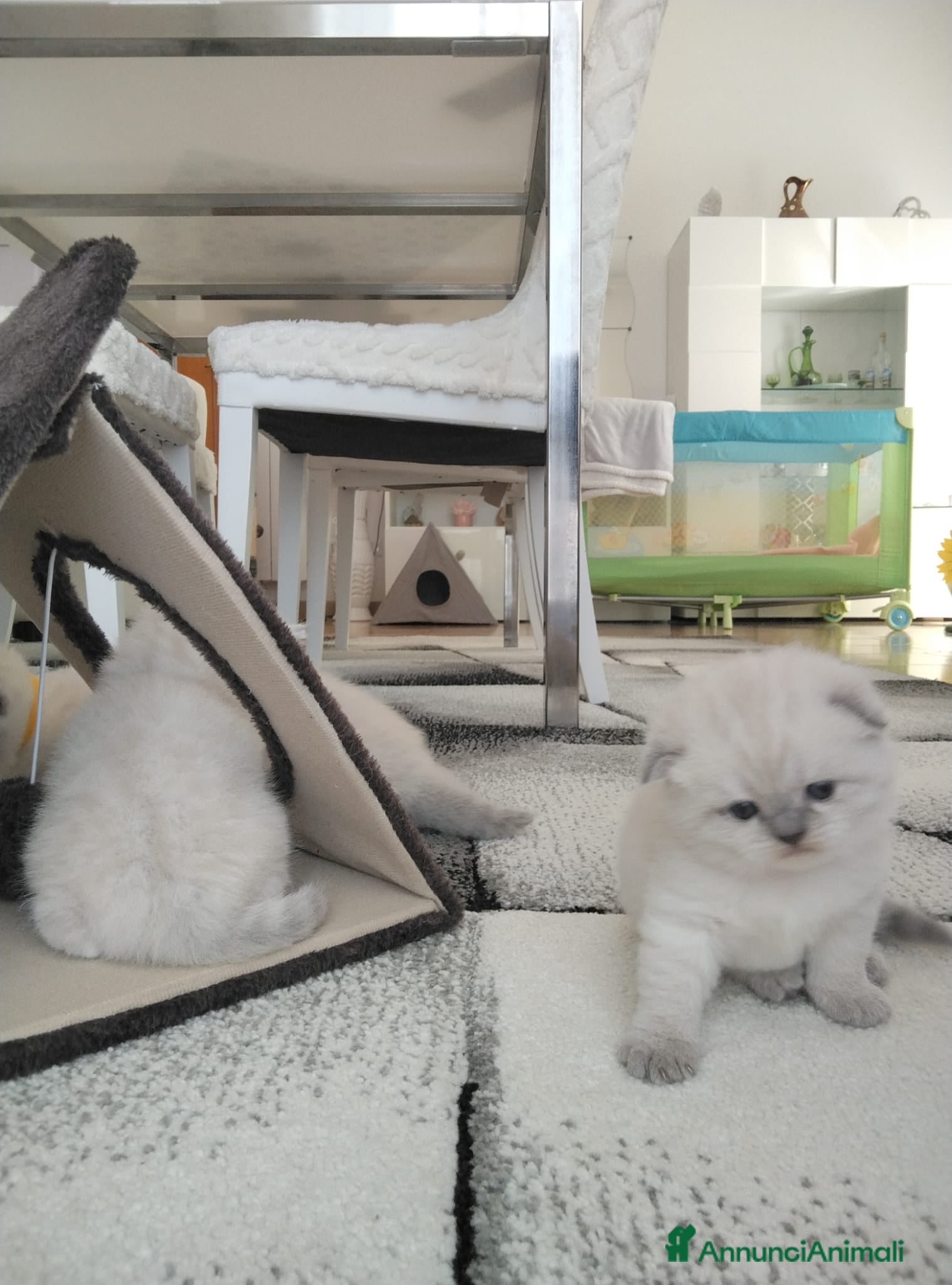 Scottish gatti Cuccioli scottish fold e straight  - Annuncio 8