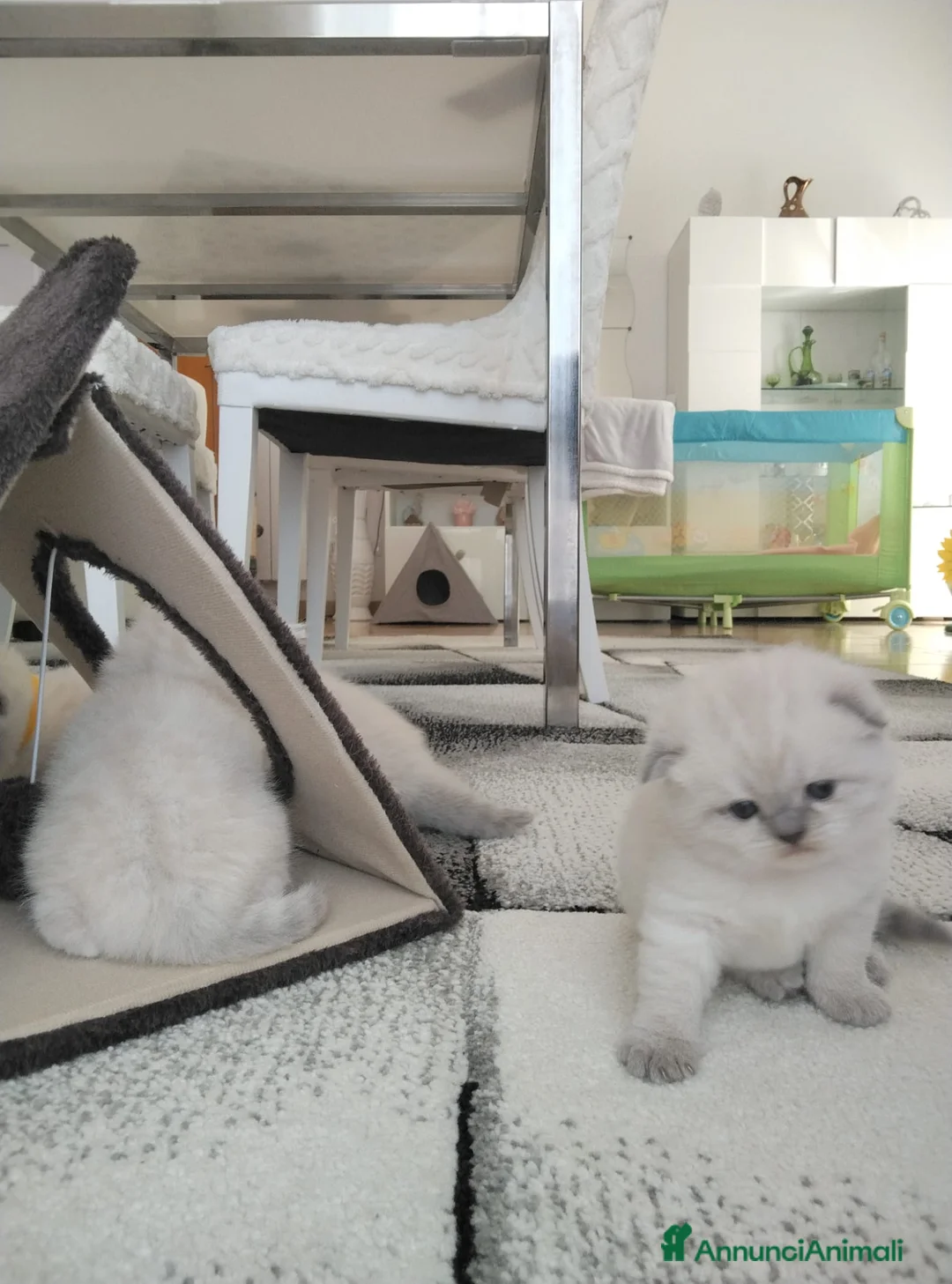 Scottish gatti in vendita: Cuccioli scottish fold e straight  a Città metropolitana di Roma Capitale - Annuncio 1