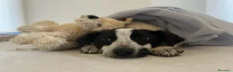 Meticcio cani in regalo: Mulan a Libero consorzio comunale di Trapani - Annuncio 2