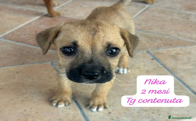 Meticcio cani a Provincia di Pavia - Annuncio 10