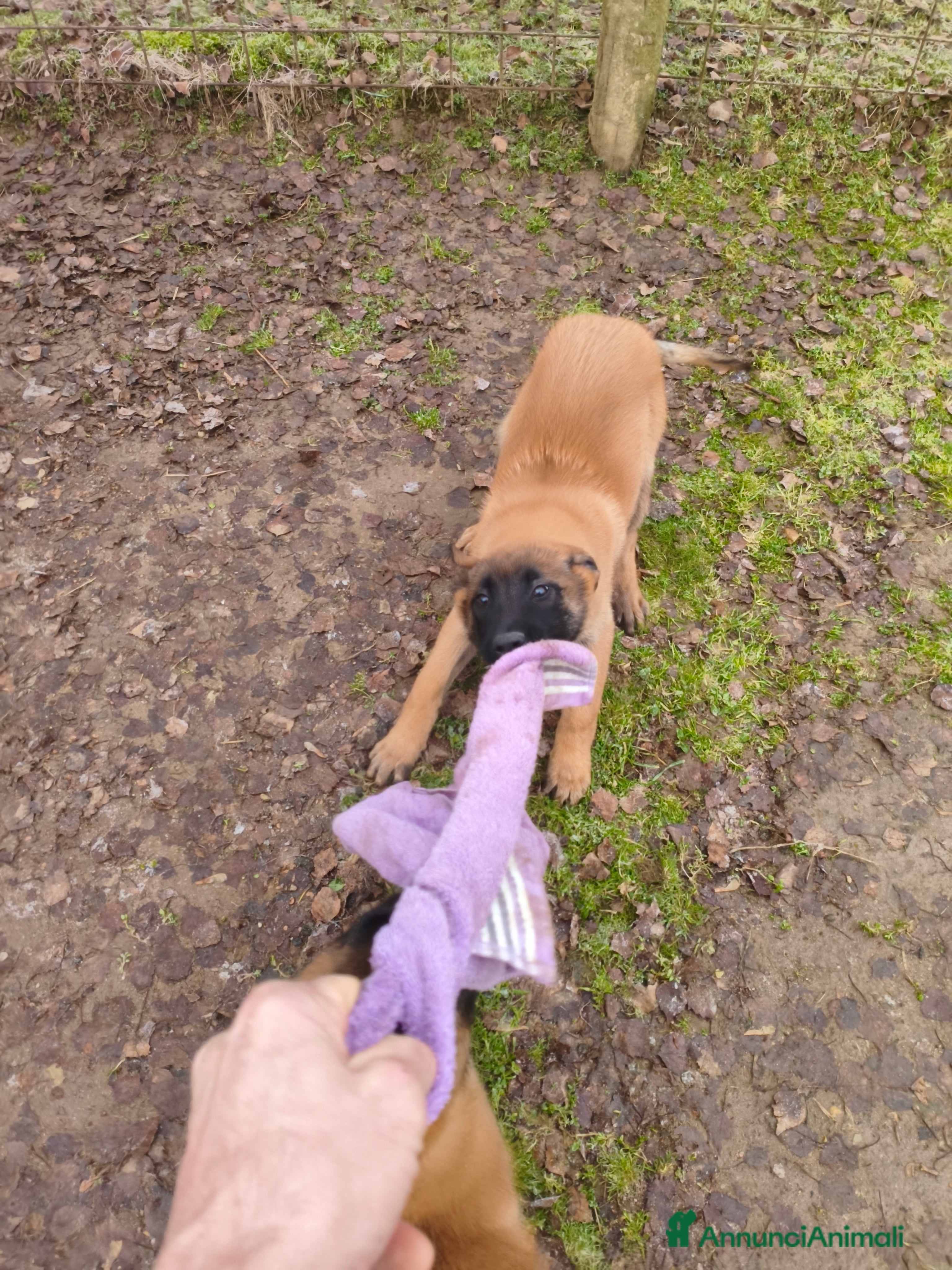 Pastore Belga cani Pastore belga Malinois  - Annuncio 2