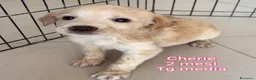Meticcio cani in regalo: SERVONO ADOZIONI PER SALVARLI! a Provincia di Modena - Annuncio 5