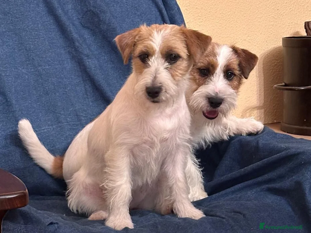 Jack Russell cani in vendita: Cucciol0 Jack ruvid0 - Annuncio 8